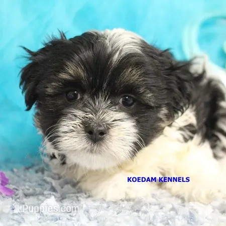 Valentine Male 2 – Mal Shi puppy for sale in Rock Rapids, IA
