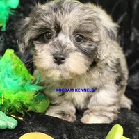 Peace Female, a female Shih Tzu and Poodle - Toy  for sale in Rock Rapids, IA – Photo 1 of 2