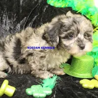 Peace Female, a female Shih Tzu and Poodle - Toy  for sale in Rock Rapids, IA – Photo 2 of 2