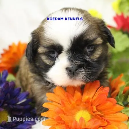Luisa Female 2 – Shih Tzu puppy for sale in Rock Rapids, IA