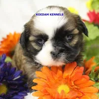 Luisa Female 2, a female Shih Tzu for sale in Rock Rapids, IA – Photo 1 of 2