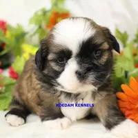 Luisa Female 2, a female Shih Tzu for sale in Rock Rapids, IA – Photo 2 of 2