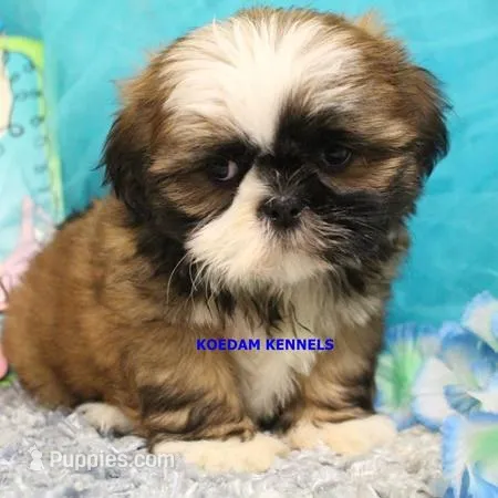 Luisa Female 2 – Shih Tzu puppy for sale in Rock Rapids, IA
