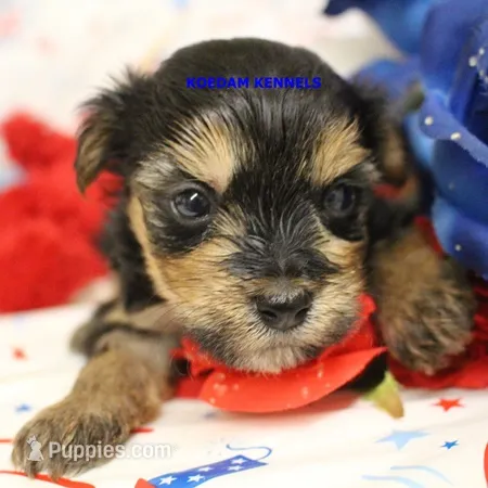Pumpkin Male 4 – Morkie puppy for sale in Rock Rapids, IA