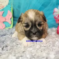 Tickles Female 3, a female Mal Shi for sale in Rock Rapids, IA – 2 of 2