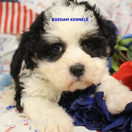 Shiva Male 2 – Shichon puppy for sale in Rock Rapids, IA