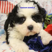 Shiva Male 2, a male Shichon for sale in Rock Rapids, IA – 2 of 5