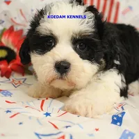 Shiva Male 2, a male Shichon for sale in Rock Rapids, IA – 5 of 5