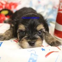 Pumpkin Male 1, a male Morkie for sale in Rock Rapids, IA – 2 of 2