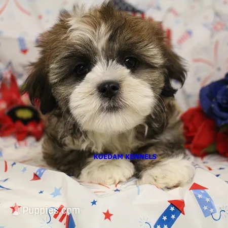Valentine Female 2 – Mal Shi puppy for sale in Rock Rapids, IA