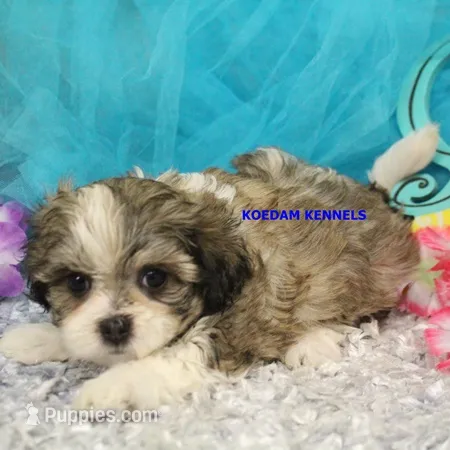 Valentine Female 1 – Mal Shi puppy for sale in Rock Rapids, IA