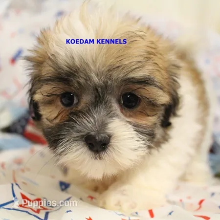 Tickles Female 1 – Mal Shi puppy for sale in Rock Rapids, IA