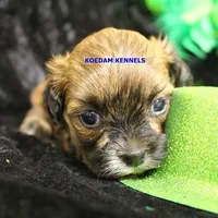 Eve Female 1, a female Shihpoo for sale in Rock Rapids, IA – Photo 2 of 2