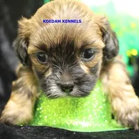 Eve Female 1, a female Shihpoo for sale in Rock Rapids, IA – Photo 1 of 2