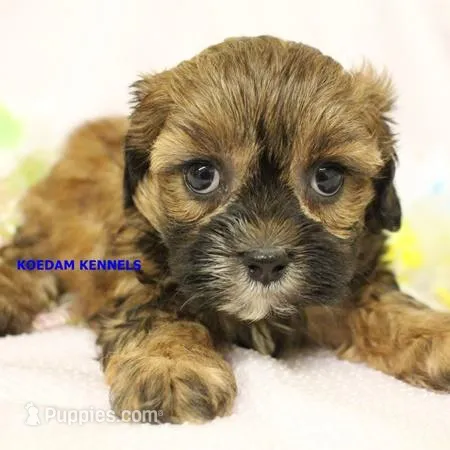 Eve Female 1 – Shihpoo puppy for sale in Rock Rapids, IA