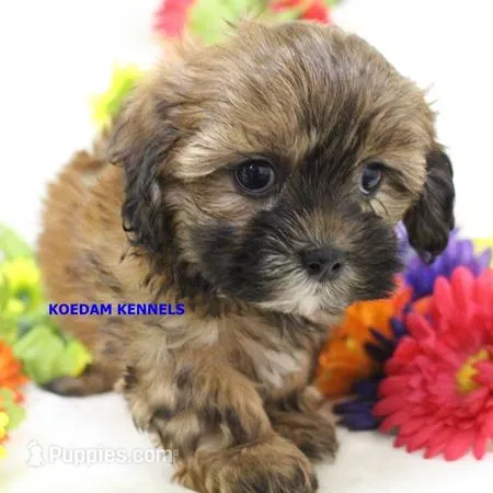 Eve Female 1 – Shihpoo puppy for sale in Rock Rapids, IA