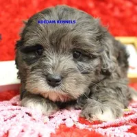 Peace Male 2, a male Shih Tzu and Poodle - Toy  for sale in Rock Rapids, IA – Photo 4 of 5