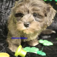 Peace Male 2, a male Shih Tzu and Poodle - Toy  for sale in Rock Rapids, IA – Photo 5 of 5