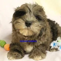 Peace Male 2, a male Shih Tzu and Poodle - Toy  for sale in Rock Rapids, IA – Photo 1 of 5