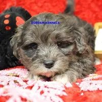 Peace Male 2, a male Shih Tzu and Poodle - Toy  for sale in Rock Rapids, IA – Photo 1 of 2