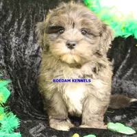 Peace Male 2, a male Shih Tzu and Poodle - Toy  for sale in Rock Rapids, IA – Photo 2 of 5