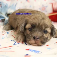 Eris Female 1, a female Shihpoo for sale in Rock Rapids, IA – 1 of 2