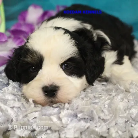 Shiva Male 3 – Shichon puppy for sale in Rock Rapids, IA