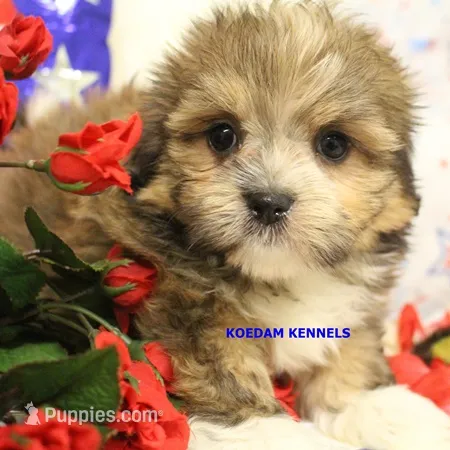 Tickles Female 4 – Mal Shi puppy for sale in Rock Rapids, IA
