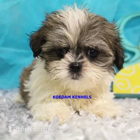Firework Female 2 – Mal Shi puppy for sale in Rock Rapids, IA