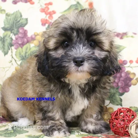 Eris Female 2 – Shihpoo puppy for sale in Rock Rapids, IA