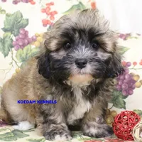 Eris Female 2, a female Shihpoo for sale in Rock Rapids, IA – 1 of 5