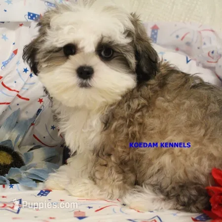 Firework Male – Mal Shi puppy for sale in Rock Rapids, IA