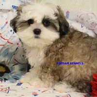 Firework Male, a male Mal Shi for sale in Rock Rapids, IA – 1 of 5