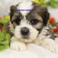 Noel Male 2, a male Shichon for sale in Rock Rapids, IA – Photo 2 of 4