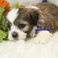 Noel Male 2, a male Shichon for sale in Rock Rapids, IA – Photo 3 of 4