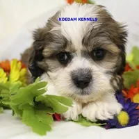 Noel Male 2, a male Shichon for sale in Rock Rapids, IA – Photo 4 of 4