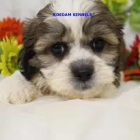 Noel Male 2, a male Shichon for sale in Rock Rapids, IA – Photo 1 of 4