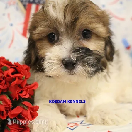 Summer Male 2 – Shichon puppy for sale in Rock Rapids, IA