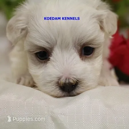 Patty Female 1 – Maltese puppy for sale in Rock Rapids, IA