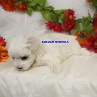 Patty Female 1, a female Maltese for sale in Rock Rapids, IA – Photo 2 of 2