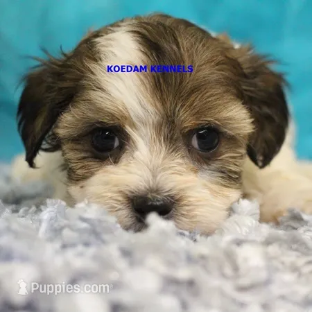 Summer Male 1 – Shichon puppy for sale in Rock Rapids, IA