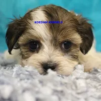 Summer Male 1, a male Shichon for sale in Rock Rapids, IA – 2 of 6