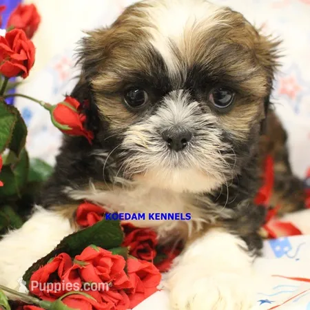 Zulu Female – Shih Tzu puppy for sale in Rock Rapids, IA