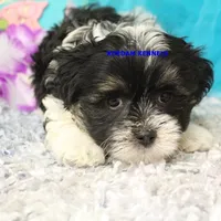 Valentine Male 2, a male Mal Shi for sale in Rock Rapids, IA – 2 of 2