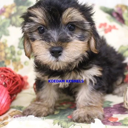 Pumpkin Male 4 – Morkie puppy for sale in Rock Rapids, IA