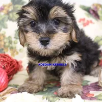 Pumpkin Male 4, a male Morkie for sale in Rock Rapids, IA – 1 of 4