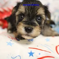 Pumpkin Male 3, a male Morkie for sale in Rock Rapids, IA – 2 of 2