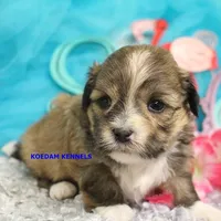 Tickles Female 4, a female Mal Shi for sale in Rock Rapids, IA – 2 of 2