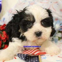 Shiva Male 3, a male Shichon for sale in Rock Rapids, IA – 5 of 5