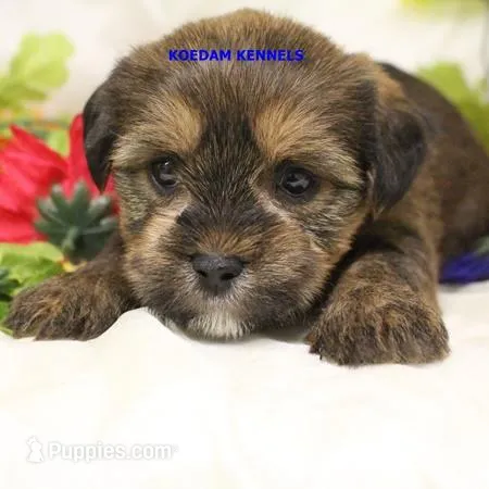 Winter Male 1 – Shorkie puppy for sale in Rock Rapids, IA